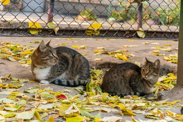 Дві Вуличні Кішки Сидять Відкритому Повітрі Землі Восени Багато Барвистих — стокове фото