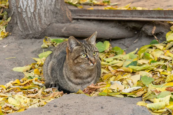 Een Mooie Straatkat Die Buiten Grond Zit Herfstbladeren — Stockfoto