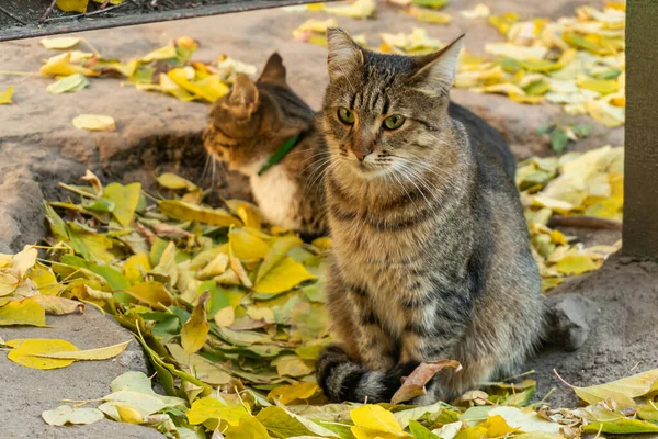 Dos Gatos Calle Están Sentados Aire Libre Suelo Otoño Muchas — Foto de Stock