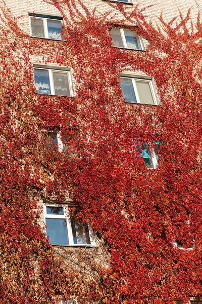2021年10月15日 乌克兰基辅 一大片住宅建筑被野生葡萄树覆盖 建筑物的立面 — 图库照片