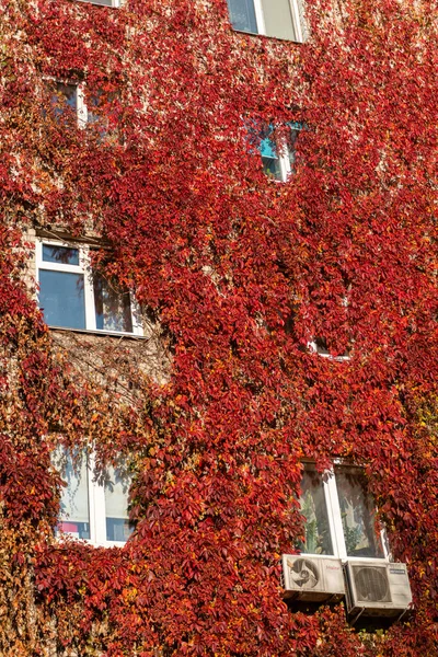 2021年10月15日 乌克兰基辅 一大片住宅建筑被野生葡萄树覆盖 建筑物的立面 — 图库照片