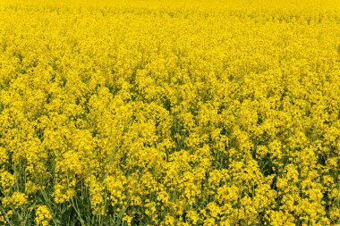 Sıcak bir yaz gününde, büyük, güzel bir sarı tecavüz çiçeği ve mavi gökyüzü.