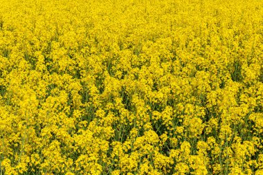 Sıcak bir yaz gününde, büyük, güzel bir sarı tecavüz çiçeği ve mavi gökyüzü.