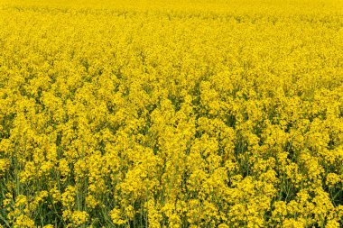 Sıcak bir yaz gününde, büyük, güzel bir sarı tecavüz çiçeği ve mavi gökyüzü.