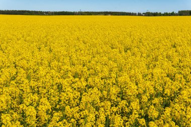 Sıcak bir yaz gününde, büyük, güzel bir sarı tecavüz çiçeği ve mavi gökyüzü.