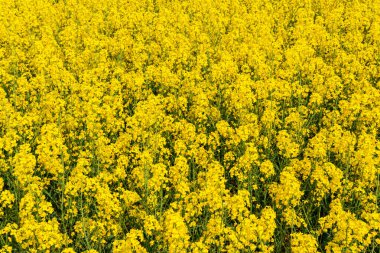 Sıcak bir yaz gününde, büyük, güzel bir sarı tecavüz çiçeği ve mavi gökyüzü.
