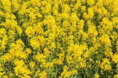 Sıcak bir yaz gününde, büyük, güzel bir sarı tecavüz çiçeği ve mavi gökyüzü.