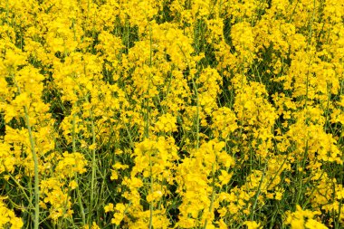 Sıcak bir yaz gününde, büyük, güzel bir sarı tecavüz çiçeği ve mavi gökyüzü.