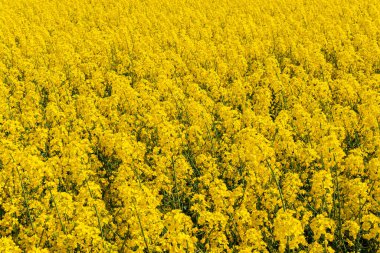 Sıcak bir yaz gününde, büyük, güzel bir sarı tecavüz çiçeği ve mavi gökyüzü.