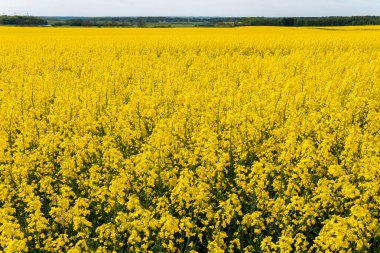 Sıcak bir yaz gününde, büyük, güzel bir sarı tecavüz çiçeği ve mavi gökyüzü.