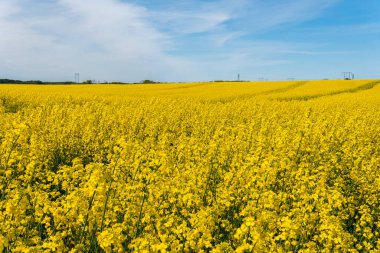 Sıcak bir yaz gününde, büyük, güzel bir sarı tecavüz çiçeği ve mavi gökyüzü.