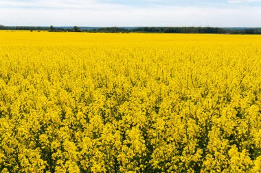 Sıcak bir yaz gününde, büyük, güzel bir sarı tecavüz çiçeği ve mavi gökyüzü.