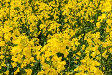Sıcak bir yaz gününde, büyük, güzel bir sarı tecavüz çiçeği ve mavi gökyüzü.