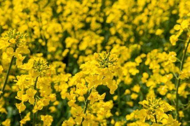 A big, beautiful field of yellow rape flowers and blue sky on a hot sunny summer day
