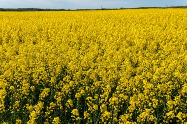 Sıcak bir yaz gününde, büyük, güzel bir sarı tecavüz çiçeği ve mavi gökyüzü.