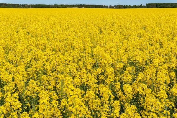 Big Beautiful Field Yellow Rape Flowers Blue Sky Hot Sunny — Fotografia de Stock