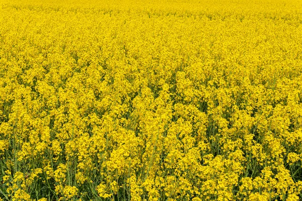 Sıcak bir yaz gününde, büyük, güzel bir sarı tecavüz çiçeği ve mavi gökyüzü.