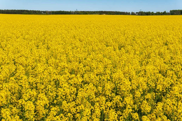 Velké Krásné Pole Žluté Řepky Květiny Modré Nebe Horkém Slunečném — Stock fotografie