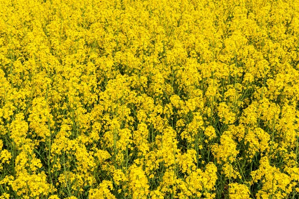 Sıcak bir yaz gününde, büyük, güzel bir sarı tecavüz çiçeği ve mavi gökyüzü.