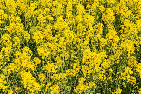 Big Beautiful Field Yellow Rape Flowers Blue Sky Hot Sunny — 图库照片