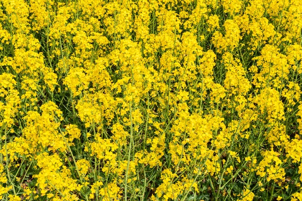 Sıcak bir yaz gününde, büyük, güzel bir sarı tecavüz çiçeği ve mavi gökyüzü.