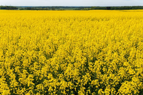 Sıcak bir yaz gününde, büyük, güzel bir sarı tecavüz çiçeği ve mavi gökyüzü.