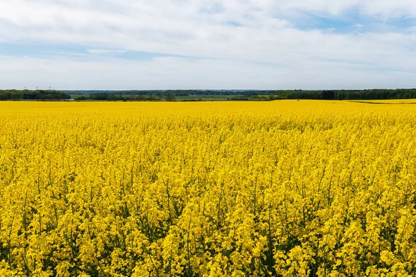 Sıcak bir yaz gününde, büyük, güzel bir sarı tecavüz çiçeği ve mavi gökyüzü.