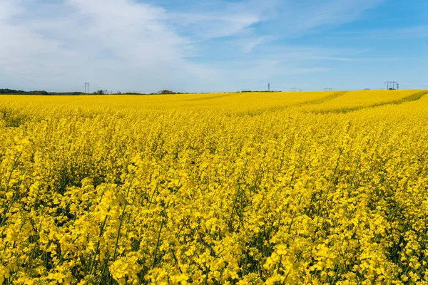 Sıcak bir yaz gününde, büyük, güzel bir sarı tecavüz çiçeği ve mavi gökyüzü.