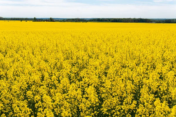 Sıcak bir yaz gününde, büyük, güzel bir sarı tecavüz çiçeği ve mavi gökyüzü.