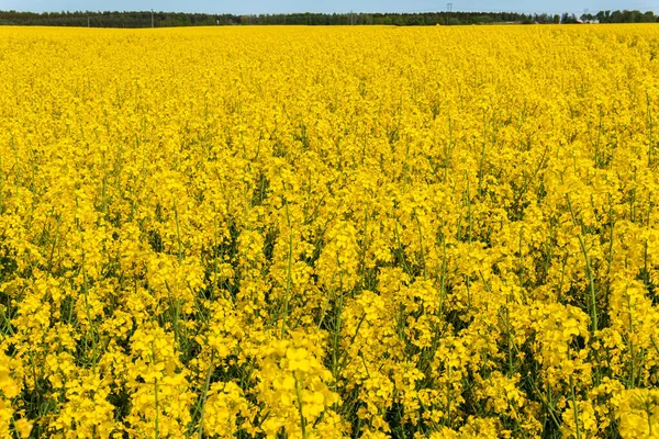 Velké Krásné Pole Žluté Řepky Květiny Modré Nebe Horkém Slunečném — Stock fotografie