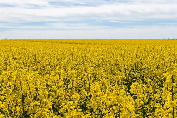 Sıcak bir yaz gününde, büyük, güzel bir sarı tecavüz çiçeği ve mavi gökyüzü.