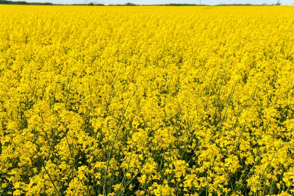 Sıcak bir yaz gününde, büyük, güzel bir sarı tecavüz çiçeği ve mavi gökyüzü.