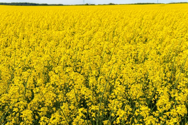 Big Beautiful Field Yellow Rape Flowers Blue Sky Hot Sunny — 图库照片