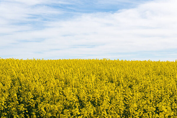 A big, beautiful field of yellow rape flowers and blue sky on a hot sunny summer day