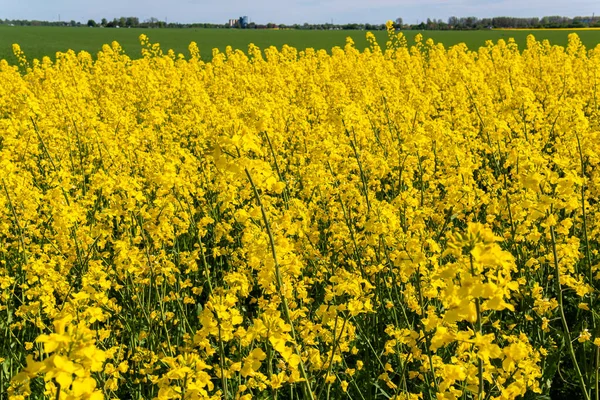 Velké Krásné Pole Žluté Řepky Květiny Modré Nebe Horkém Slunečném — Stock fotografie