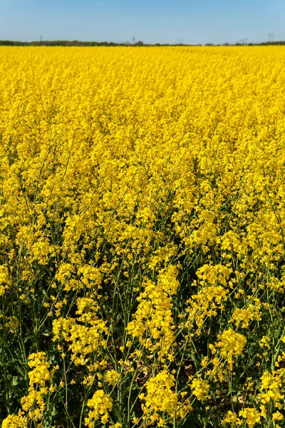 Ένα Μεγάλο Όμορφο Χωράφι Κίτρινα Λουλούδια Βιασμού Και Γαλάζιο Ουρανό — Φωτογραφία Αρχείου