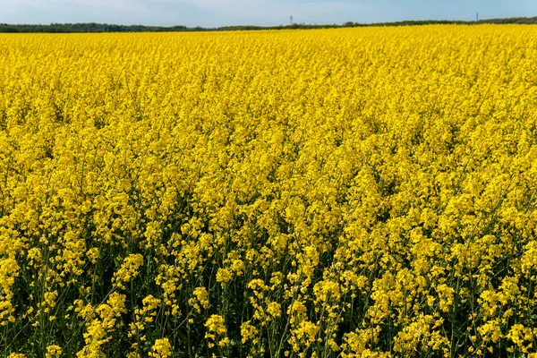 Sıcak bir yaz gününde, büyük, güzel bir sarı tecavüz çiçeği ve mavi gökyüzü.