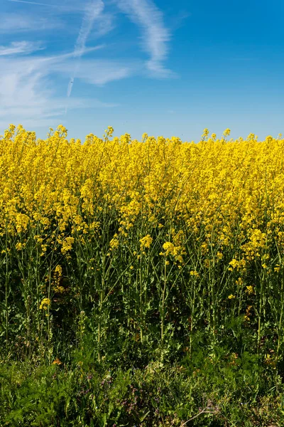 Big Beautiful Field Yellow Rape Flowers Blue Sky Hot Sunny — Stock Photo, Image