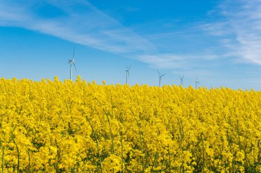 İsveç, Kristianstad 17 Mayıs 2022: Sıcak, güneşli bir yaz gününde büyük, güzel bir sarı tecavüz çiçeği tarlası ve mavi gökyüzü. Dev rüzgar türbinleri, elektrik enerji jeneratörleri..