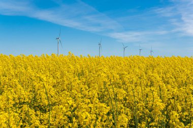 Sweden, Kristianstad  May 17, 2022: A big, beautiful field of yellow rape flowers and blue sky on a hot sunny summer day. Huge wind turbines, electrical energy generators.