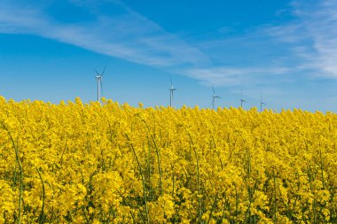Sweden, Kristianstad  May 17, 2022: A big, beautiful field of yellow rape flowers and blue sky on a hot sunny summer day. Huge wind turbines, electrical energy generators.