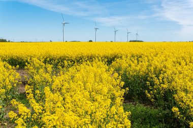 İsveç, Kristianstad 17 Mayıs 2022: Sıcak, güneşli bir yaz gününde büyük, güzel bir sarı tecavüz çiçeği tarlası ve mavi gökyüzü. Dev rüzgar türbinleri, elektrik enerji jeneratörleri..
