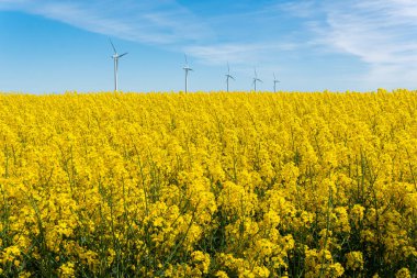 Sweden, Kristianstad  May 17, 2022: A big, beautiful field of yellow rape flowers and blue sky on a hot sunny summer day. Huge wind turbines, electrical energy generators.
