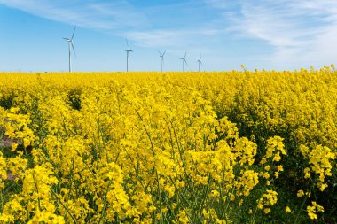 İsveç, Kristianstad 17 Mayıs 2022: Sıcak, güneşli bir yaz gününde büyük, güzel bir sarı tecavüz çiçeği tarlası ve mavi gökyüzü. Dev rüzgar türbinleri, elektrik enerji jeneratörleri..