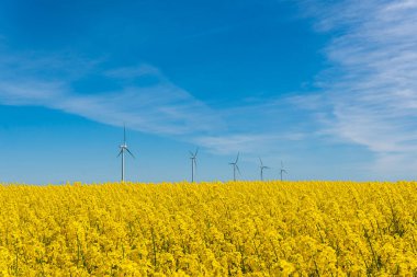 İsveç, Kristianstad 17 Mayıs 2022: Sıcak, güneşli bir yaz gününde büyük, güzel bir sarı tecavüz çiçeği tarlası ve mavi gökyüzü. Dev rüzgar türbinleri, elektrik enerji jeneratörleri..