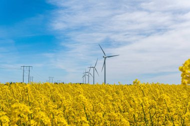 İsveç, Kristianstad 17 Mayıs 2022: Sıcak, güneşli bir yaz gününde büyük, güzel bir sarı tecavüz çiçeği tarlası ve mavi gökyüzü. Dev rüzgar türbinleri, elektrik enerji jeneratörleri..