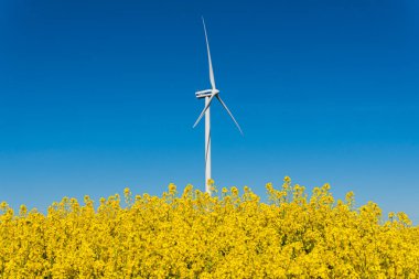 İsveç, Kristianstad 17 Mayıs 2022: Sıcak, güneşli bir yaz gününde büyük, güzel bir sarı tecavüz çiçeği tarlası ve mavi gökyüzü. Dev rüzgar türbinleri, elektrik enerji jeneratörleri..