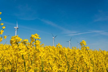 Sweden, Kristianstad  May 17, 2022: A big, beautiful field of yellow rape flowers and blue sky on a hot sunny summer day. Huge wind turbines, electrical energy generators.