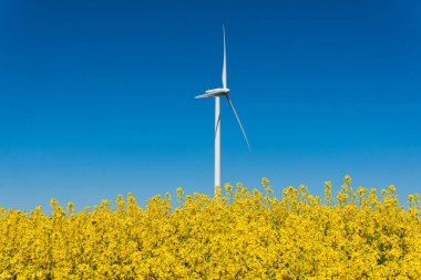 İsveç, Kristianstad 17 Mayıs 2022: Sıcak, güneşli bir yaz gününde büyük, güzel bir sarı tecavüz çiçeği tarlası ve mavi gökyüzü. Dev rüzgar türbinleri, elektrik enerji jeneratörleri..