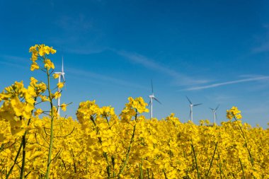İsveç, Kristianstad 17 Mayıs 2022: Sıcak, güneşli bir yaz gününde büyük, güzel bir sarı tecavüz çiçeği tarlası ve mavi gökyüzü. Dev rüzgar türbinleri, elektrik enerji jeneratörleri..